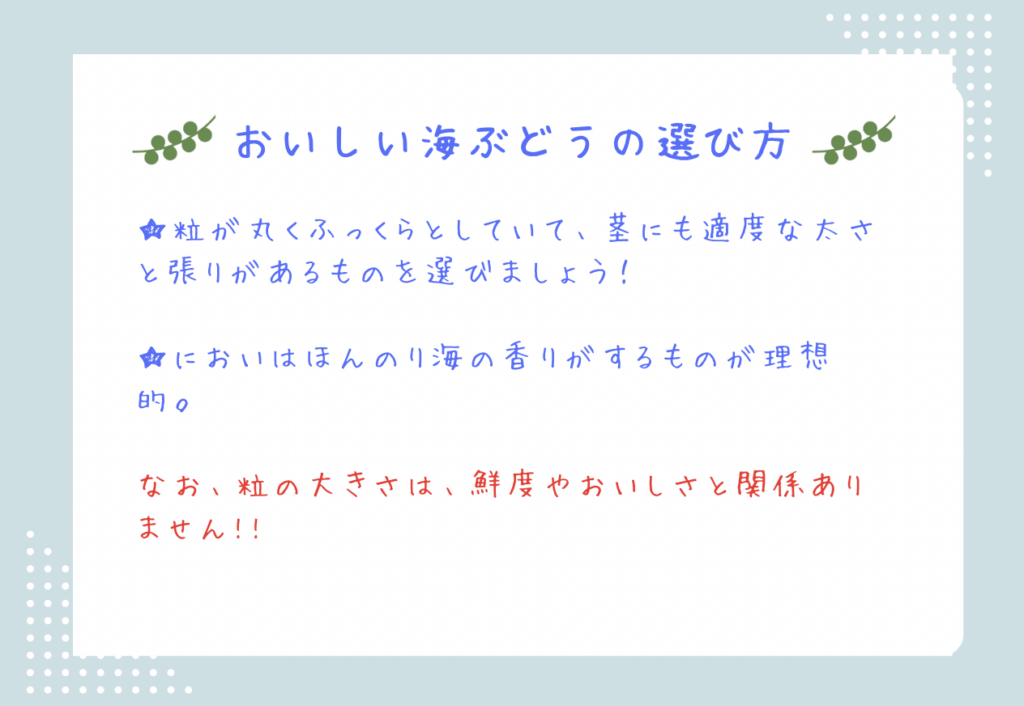 美味しい海ぶどうは粒がふっくらしていて茎にもハリがあるものが良い。粒の大きさは鮮度やおいしさに関係なし!