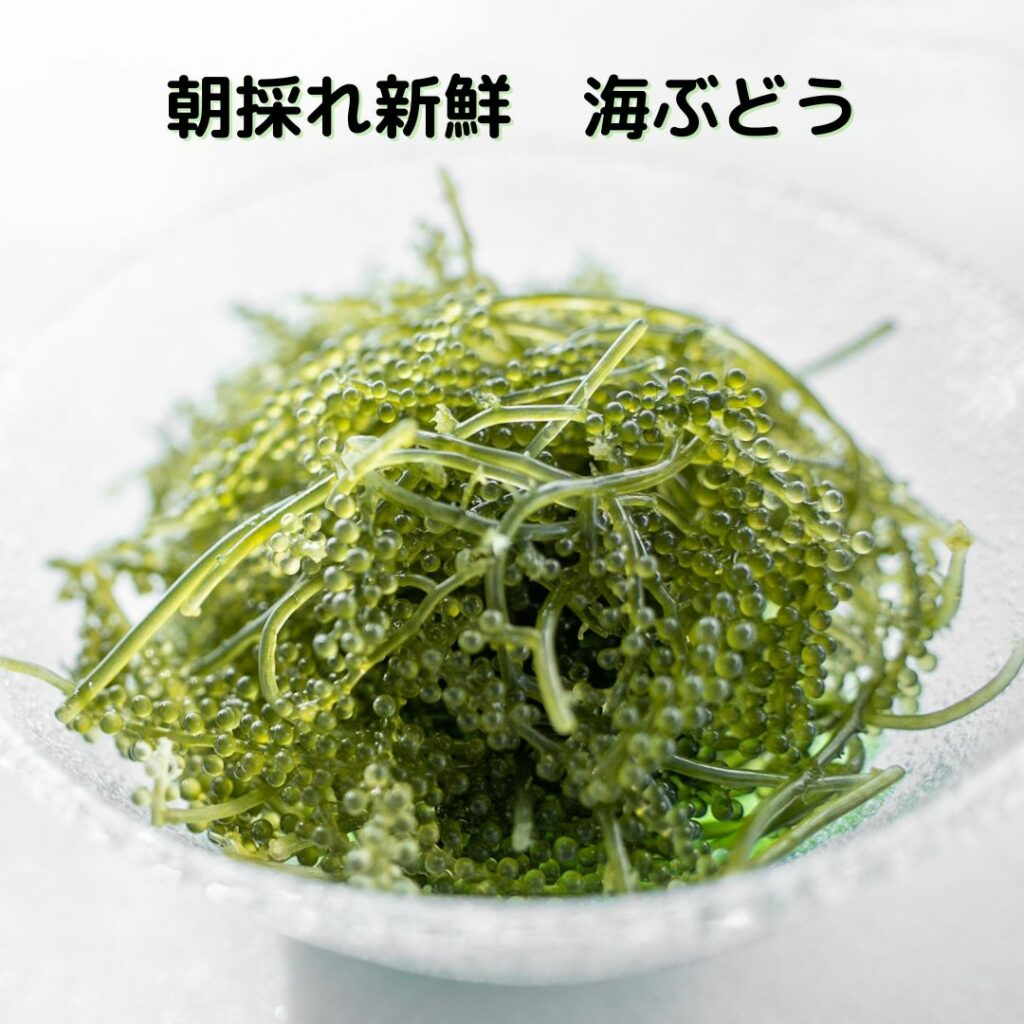 朝採れ生海ぶどう