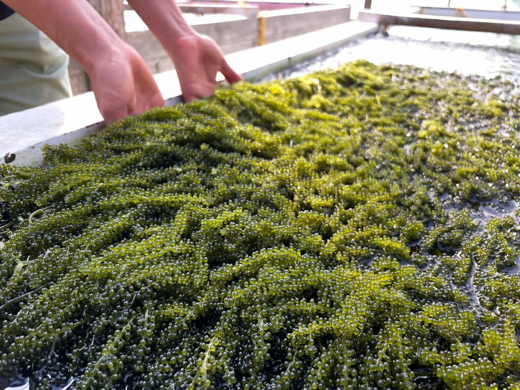海ぶどう養殖場