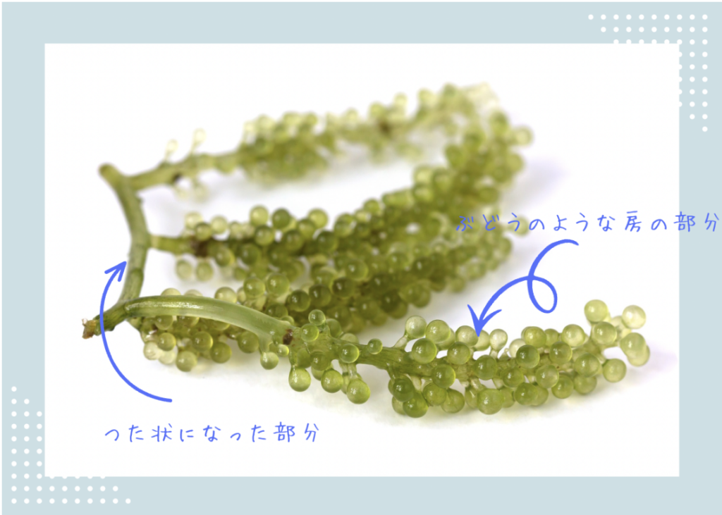 海ぶどうの茎部分と房のような部分