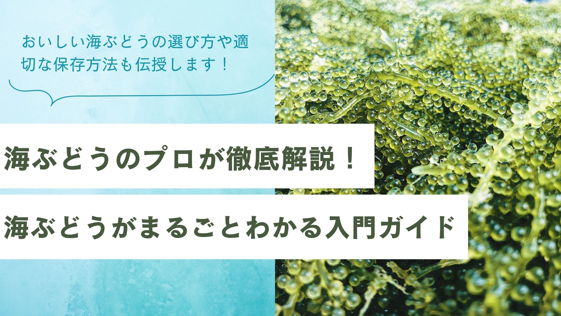 入門ガイド記事メイン画像